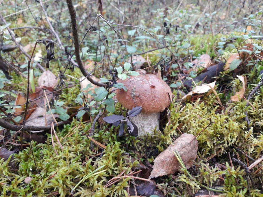 Канадский белый гриб