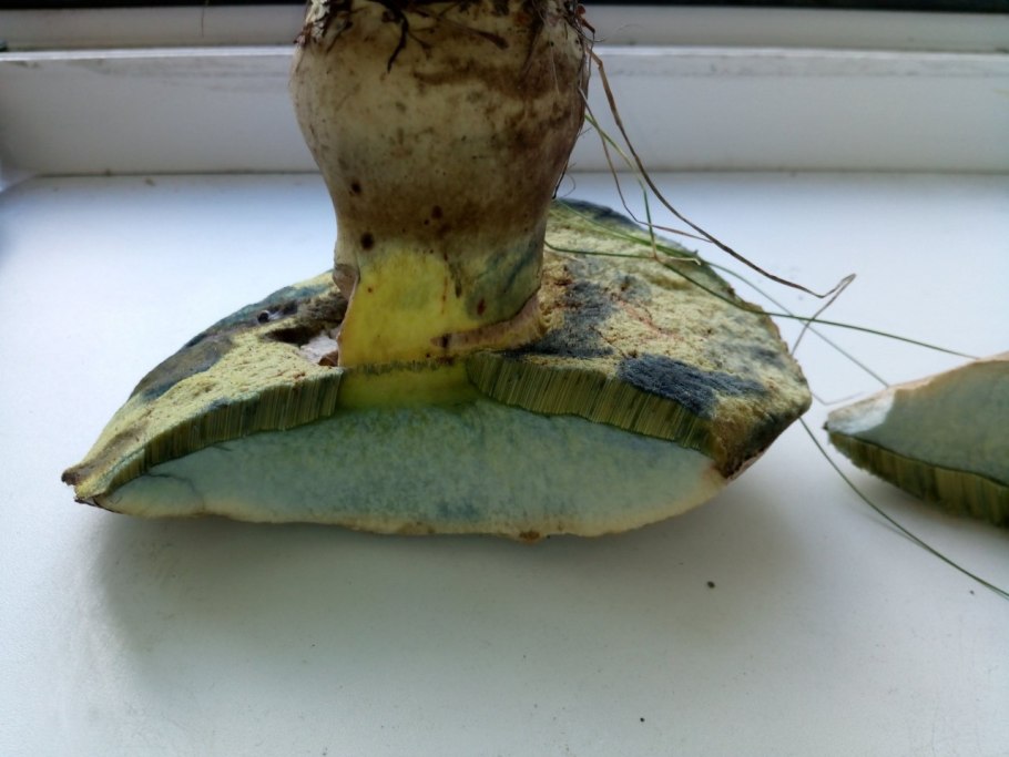 Боровик синеющий