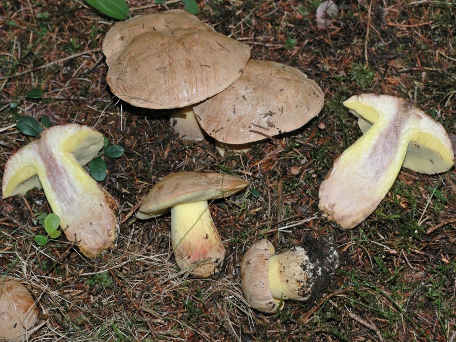 Боровик девичий (Boletus appendiculatus)