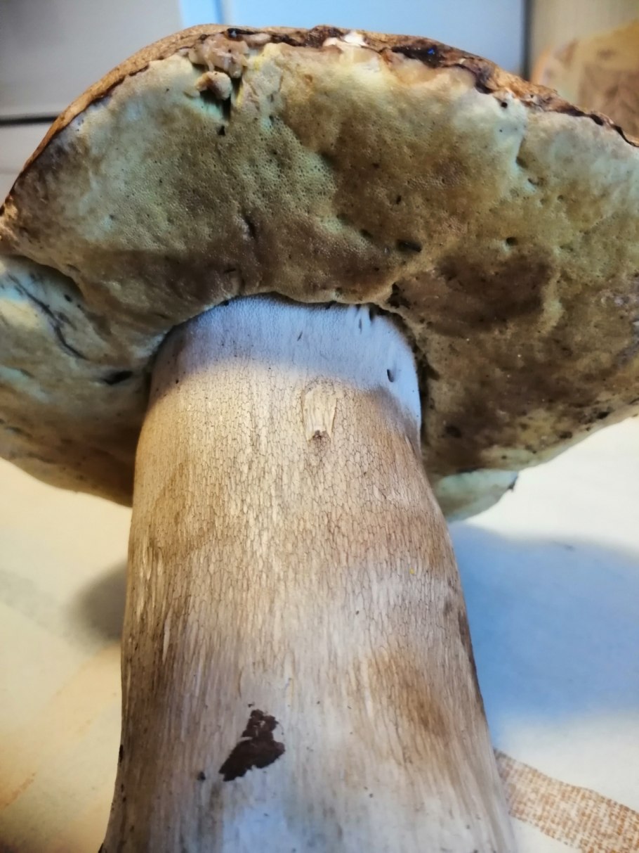 Боровик несъедобный