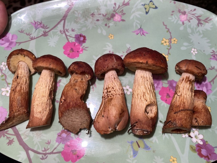 Белый гриб на срезе