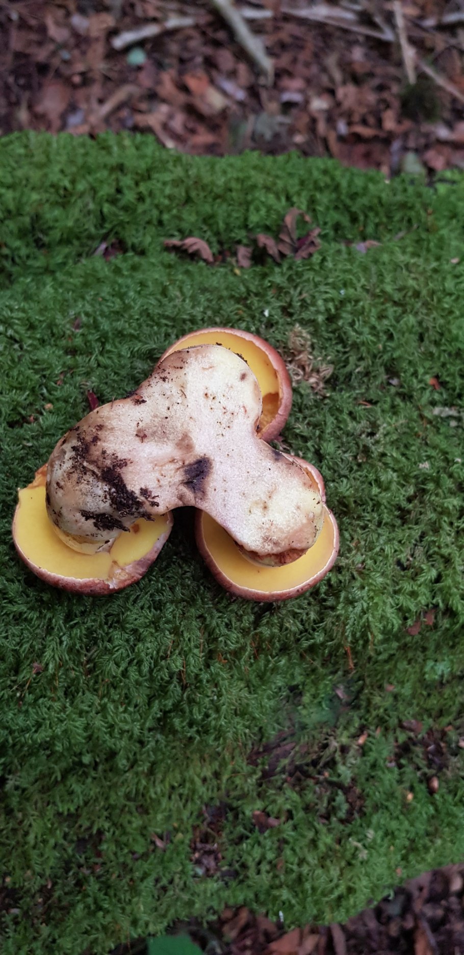 Боровик поддубник