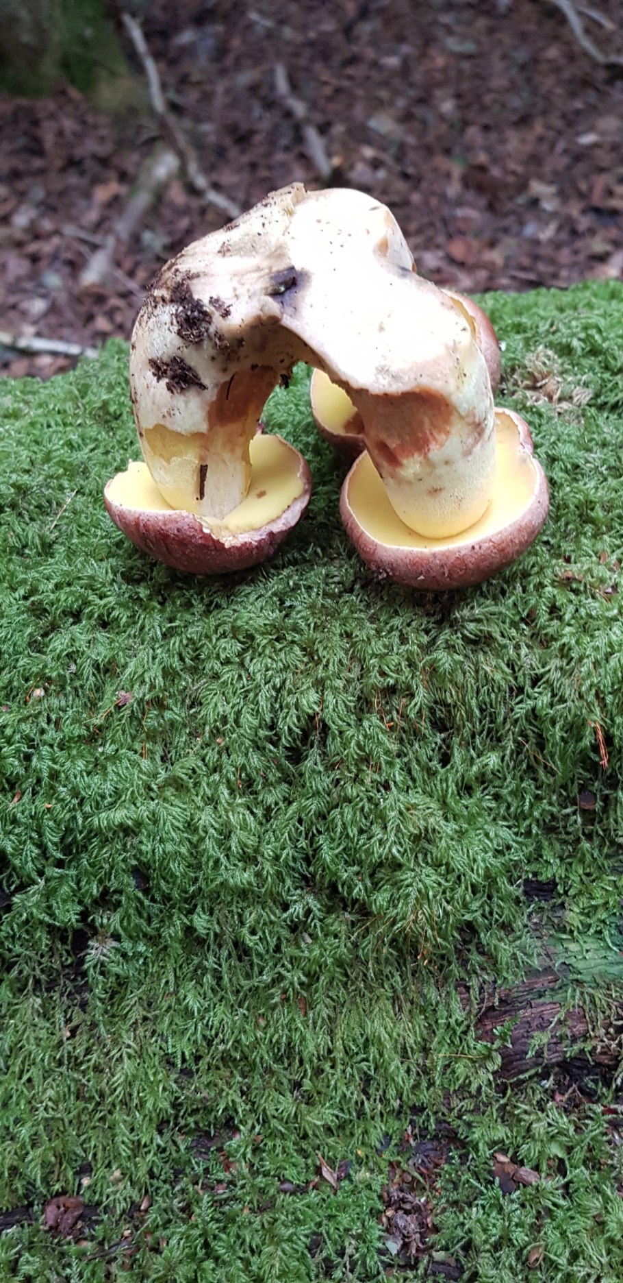 Гименофор Boletus edulis
