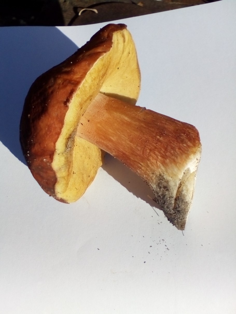 Ложный сатанинский гриб