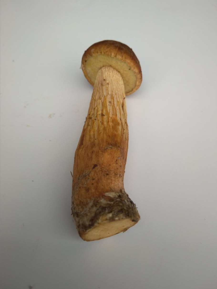 Белый гриб дубовый Боровик сетчатый