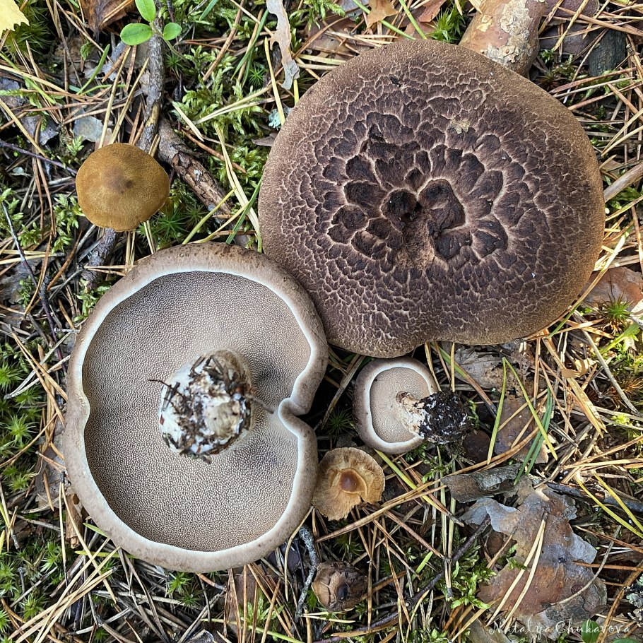 Гриб ежовик чешуйчатый