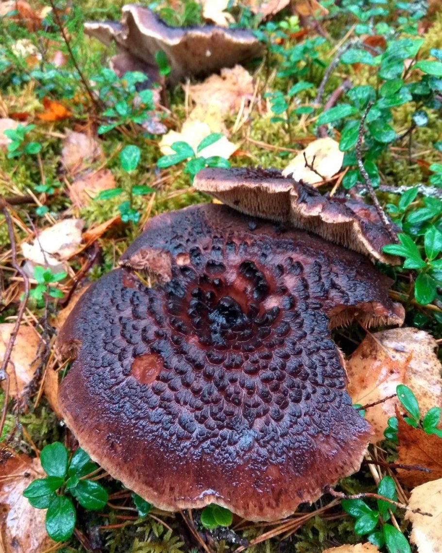 Ежовик черепитчатый