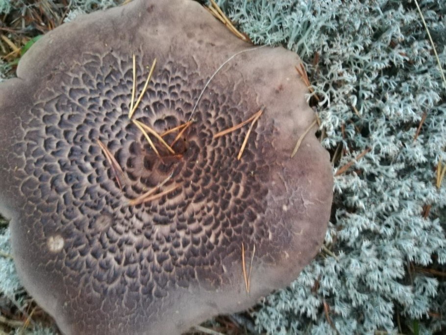 Ежовик черепитчатый