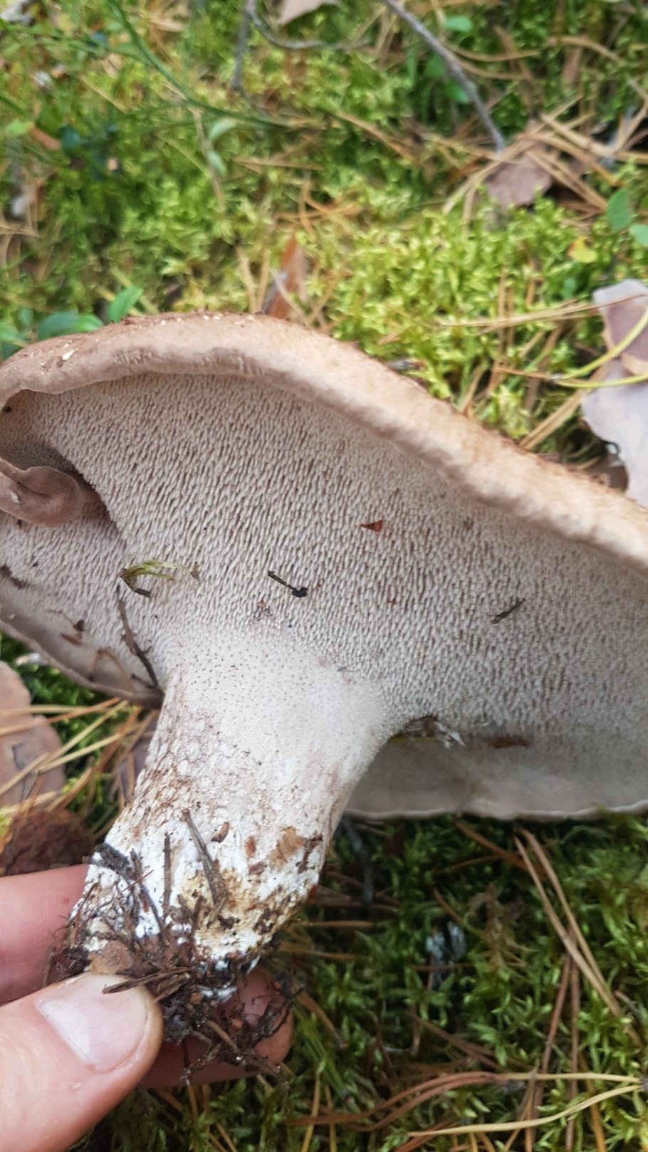 Ежовик пестрый Sarcodon imbricatus