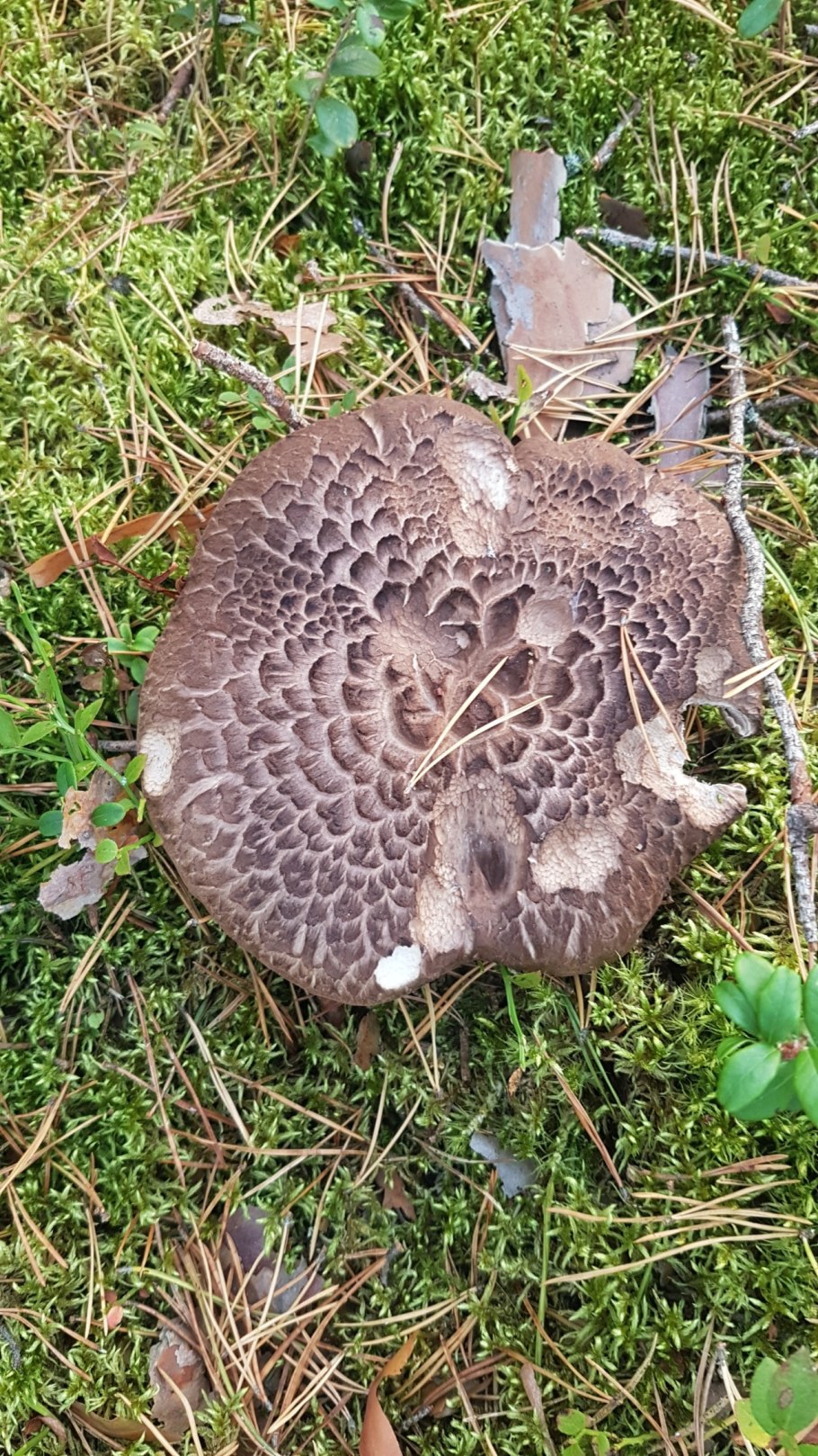 Ежовик пестрый Sarcodon imbricatus