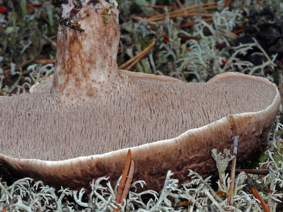Пилолистник чешуйчатый фото и описание