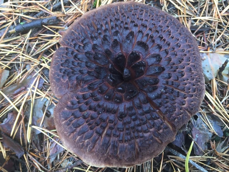 Ежовик пестрый Sarcodon imbricatus