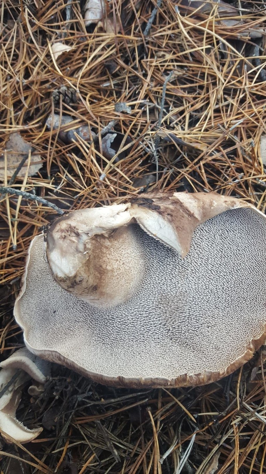 Ежовик пестрый Sarcodon imbricatus