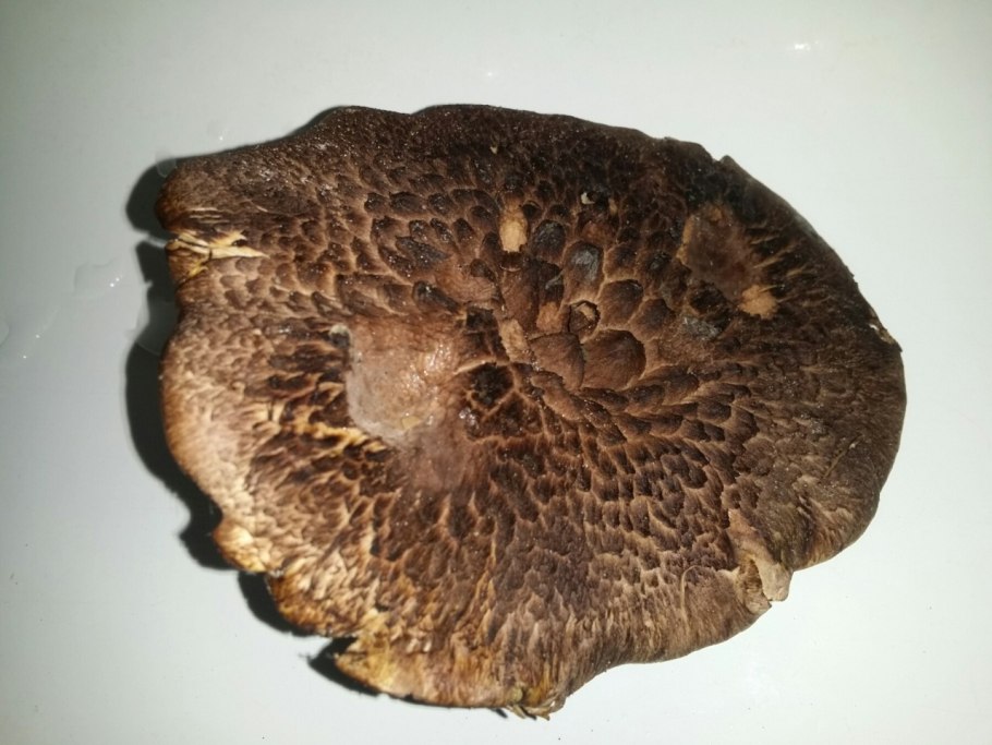 Гриб Саркодон чешуйчатый