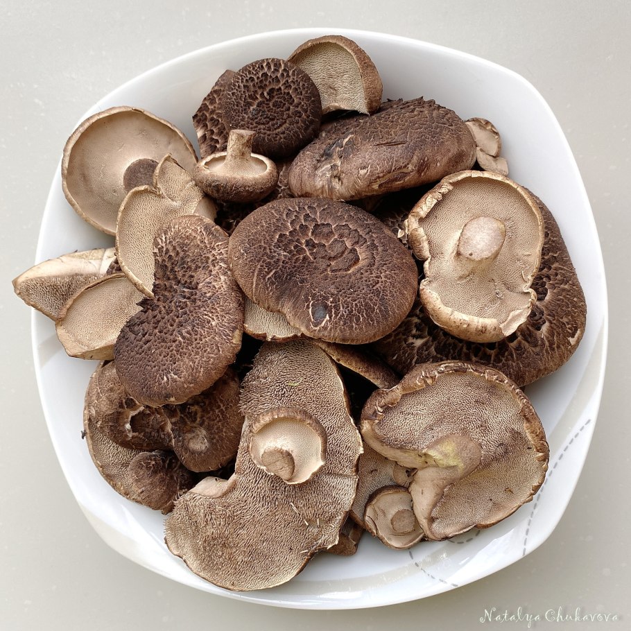 Гриб Саркодон чешуйчатый