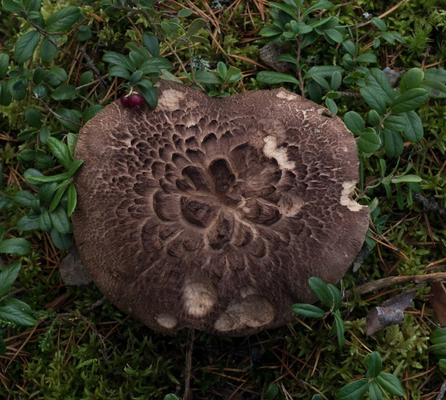 Гриб ежовик чешуйчатый