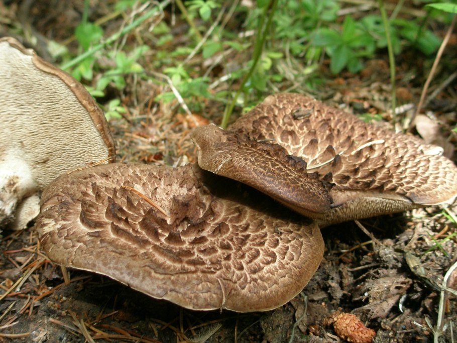 Ежовик пестрый Sarcodon imbricatus