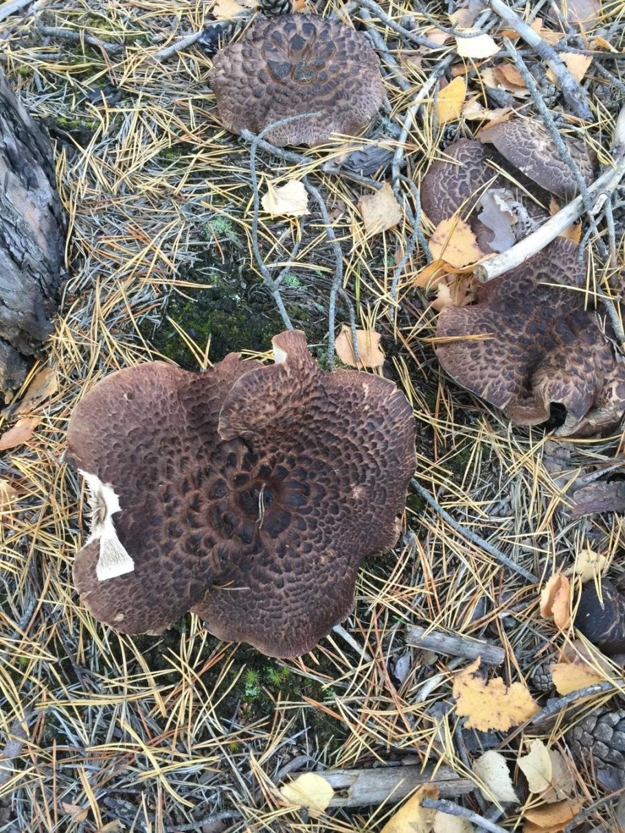 Ежовик пестрый Sarcodon imbricatus