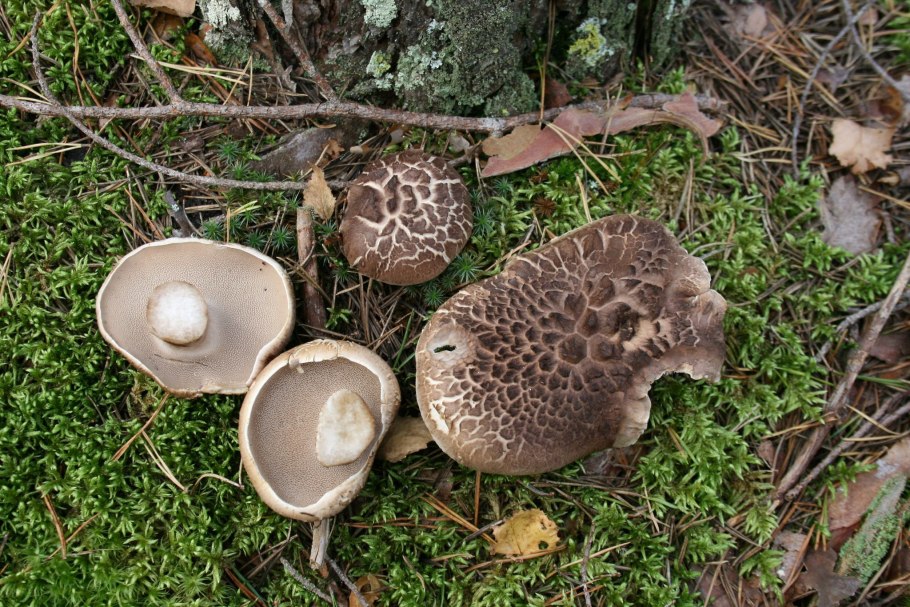 Грибы ежовик жёлтый