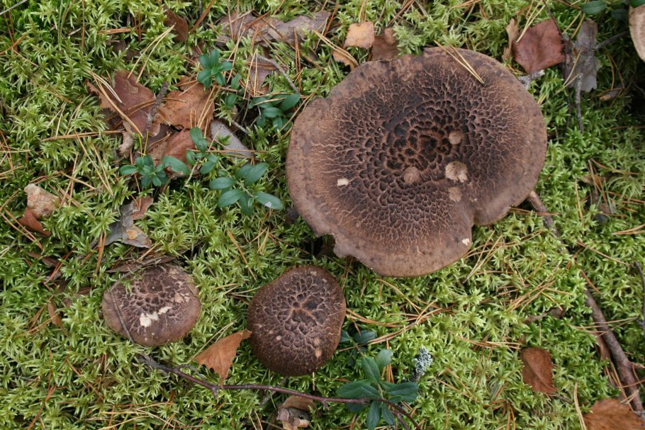 Гриб Саркодон чешуйчатый