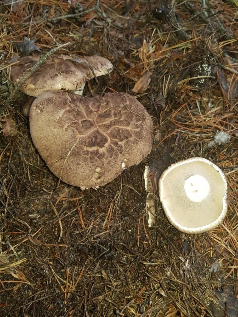 Шампиньон чешуйчатый гриб