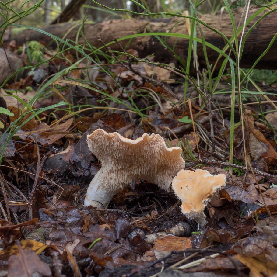 Саркодон черепитчатый