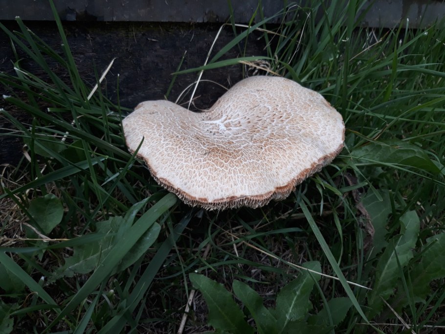 Ежовик гриб