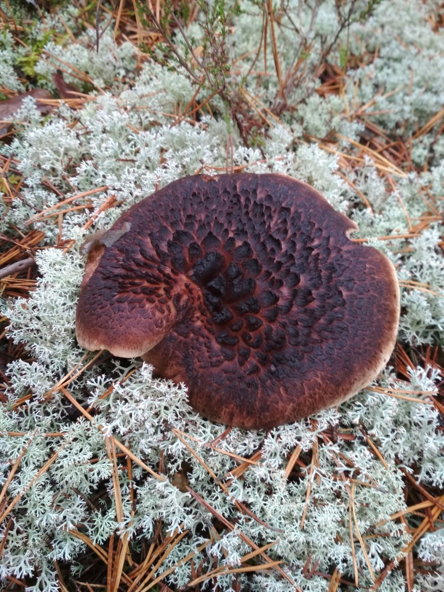 Ежовик черепитчатый съедобный