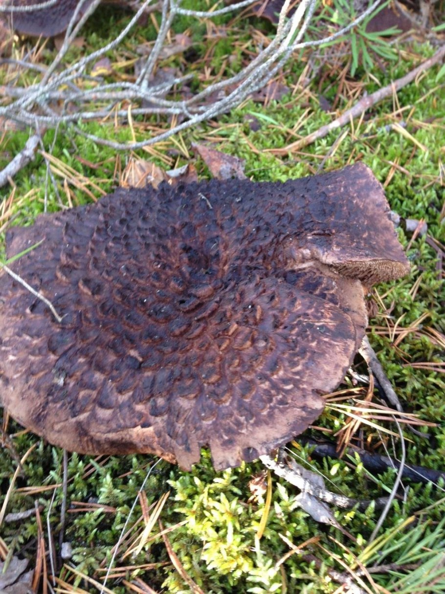 Ежовик пестрый Sarcodon imbricatus