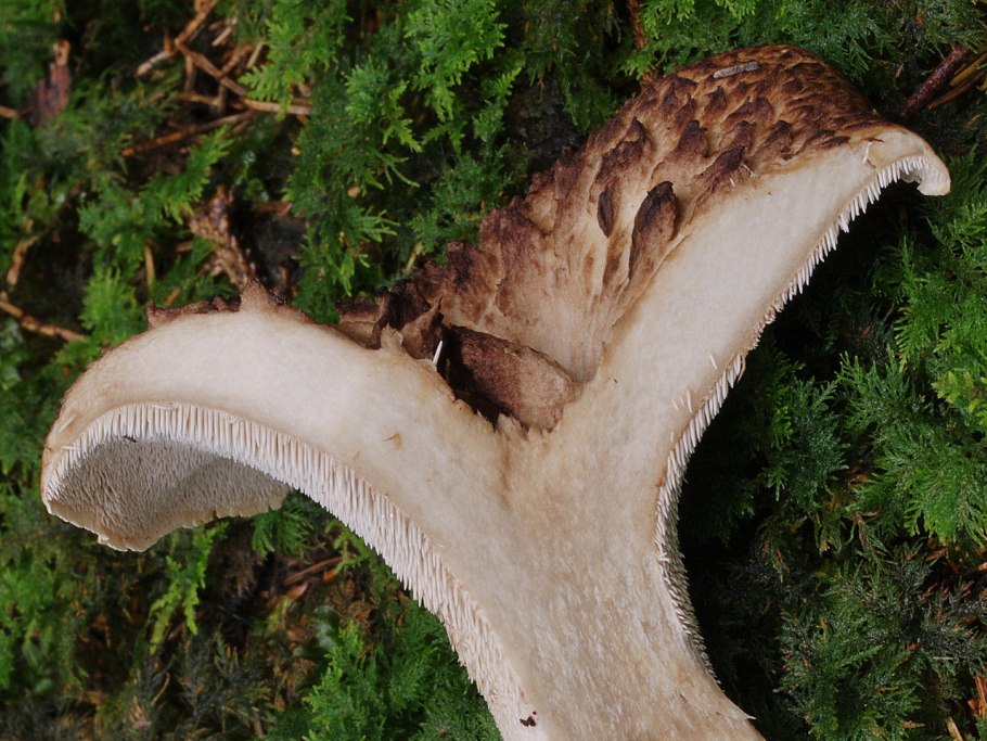 Ежовик пестрый Sarcodon imbricatus