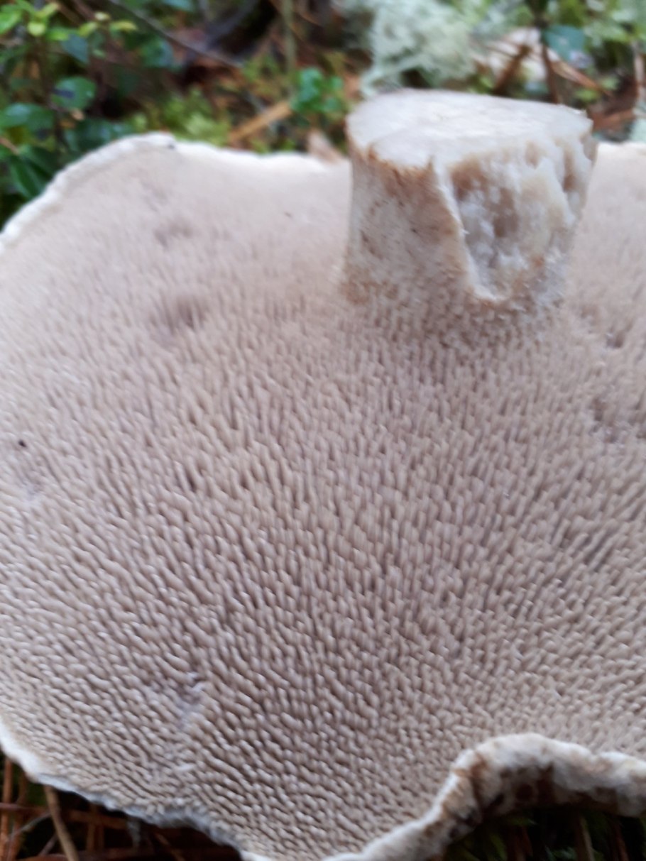 Ежовик пестрый сушеный