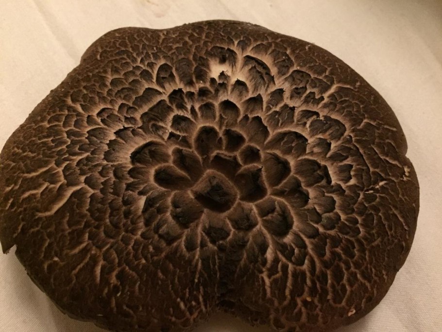 Гриб ежовик чешуйчатый