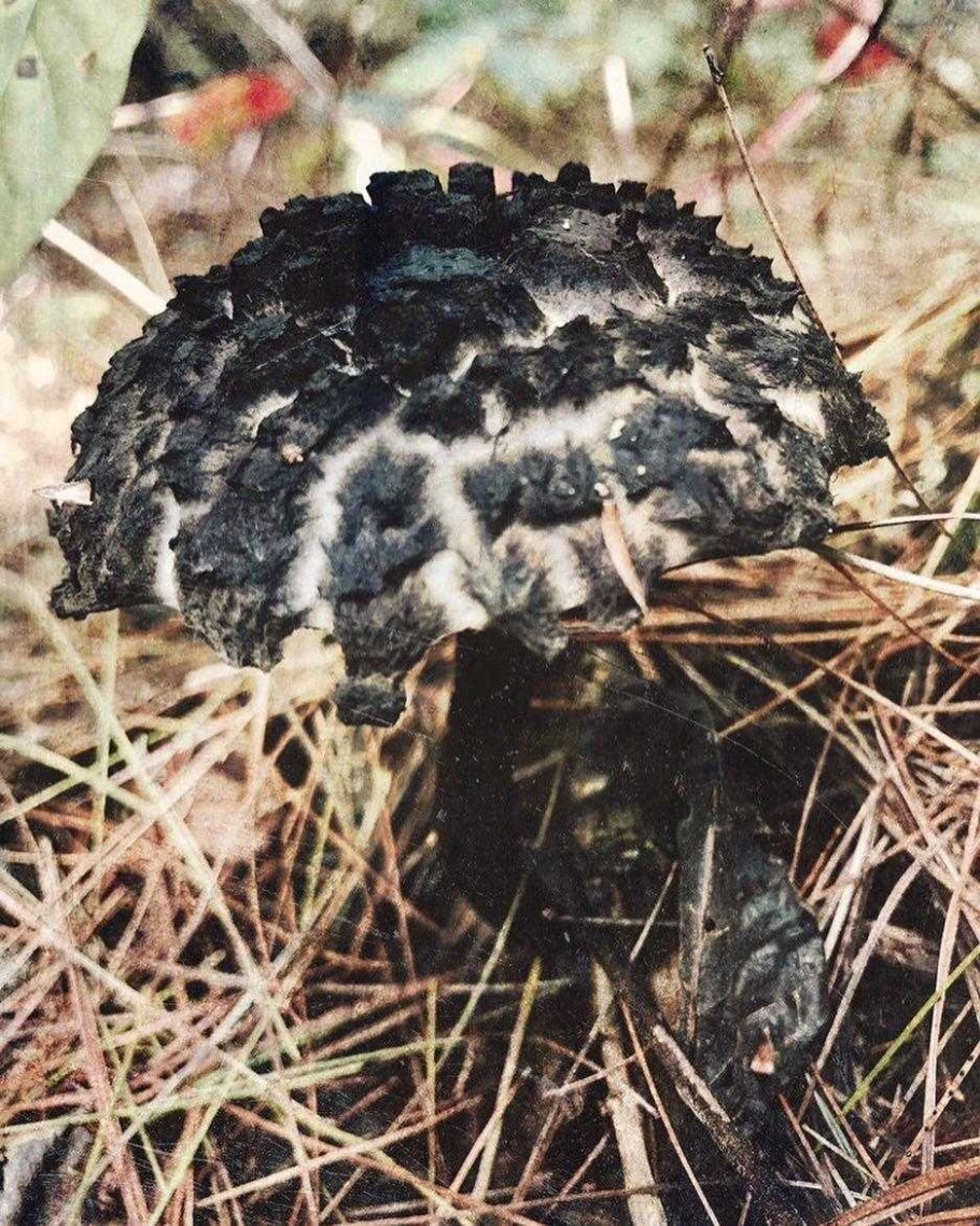 Шишкогриб хлопьеножковый