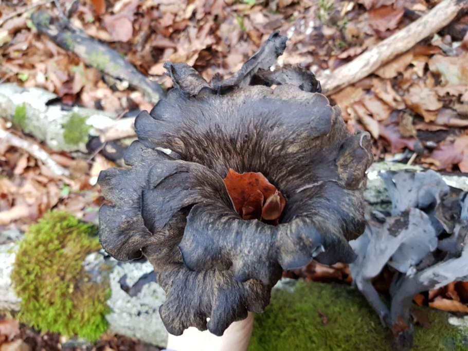 Чёрные лисички грибы цена