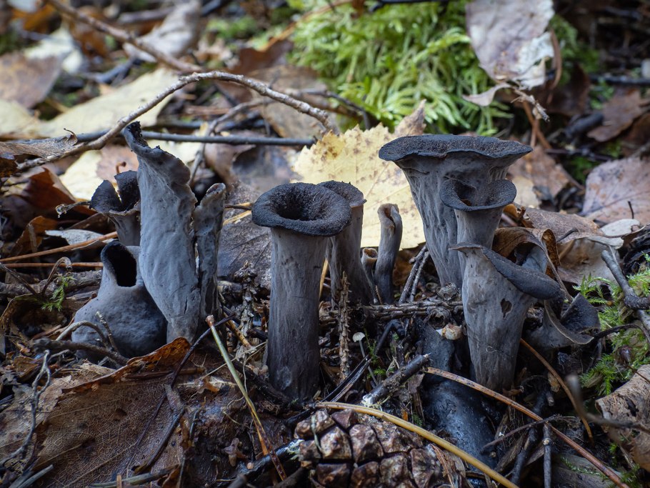 Вороночник рожковидный гриб