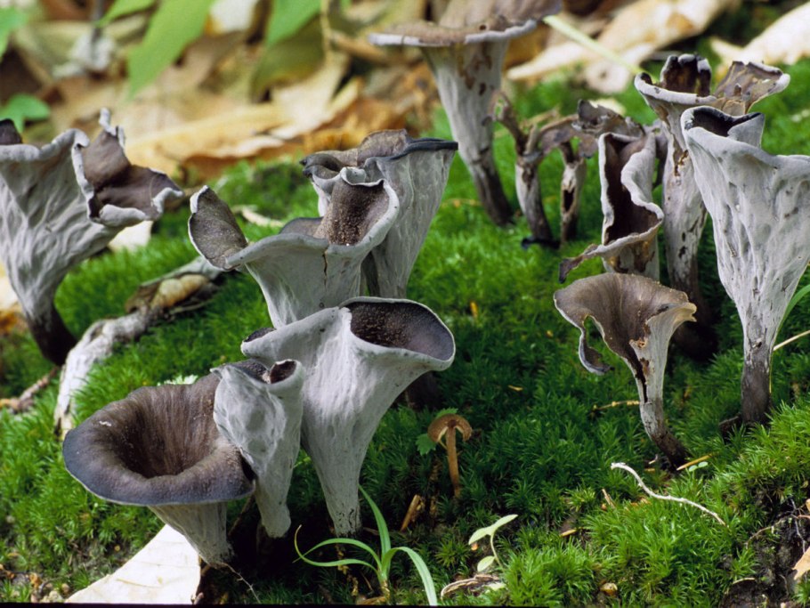 Craterellus fungi