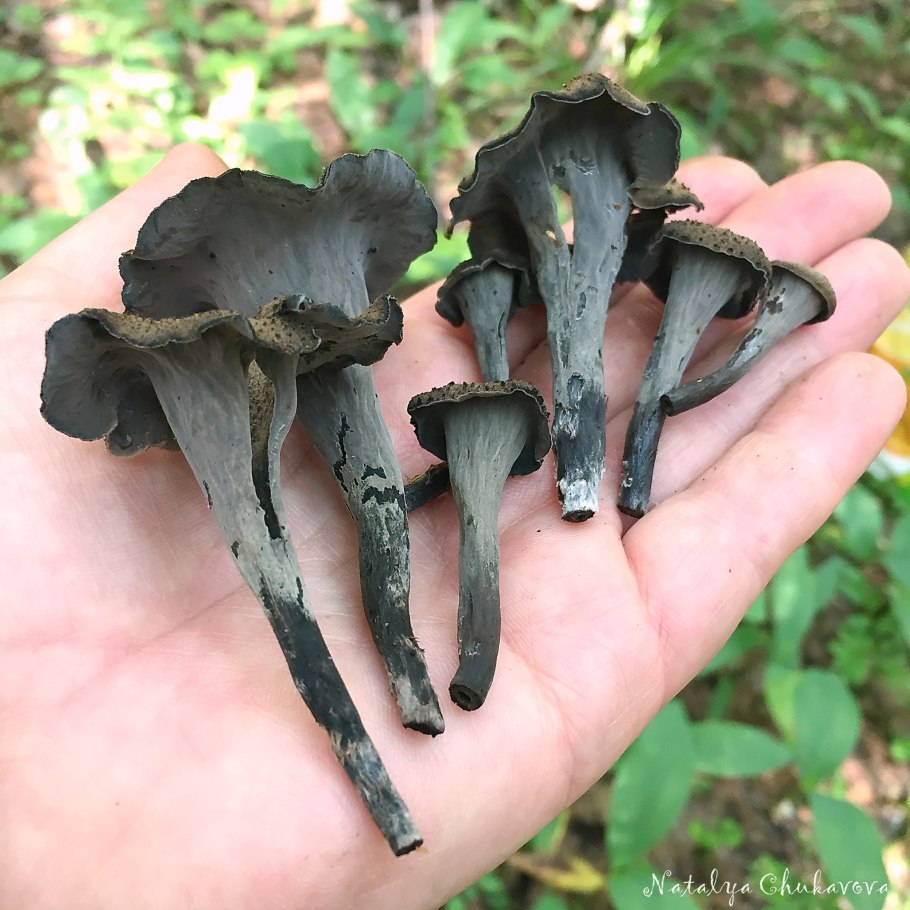 Вороночник рожковидный гриб