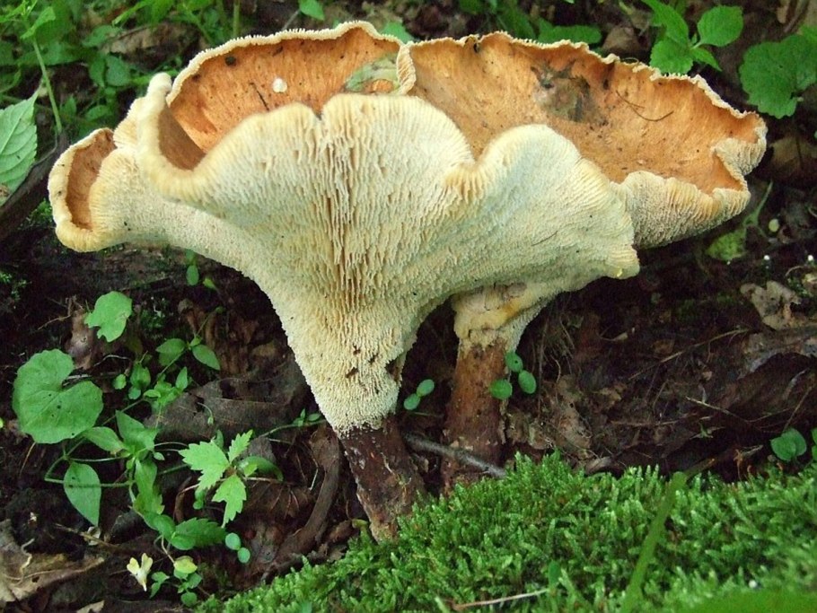 Трутовик Пилолистник