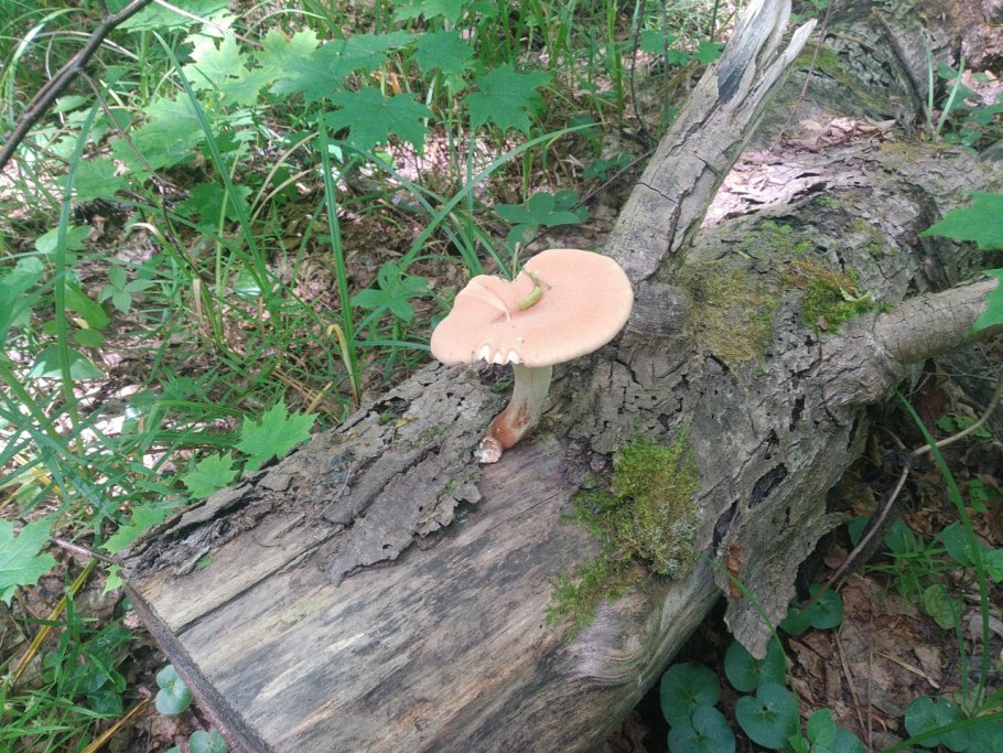 Neolentinus lepideus