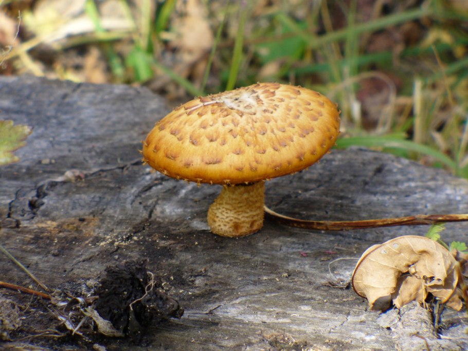 Шампиньон де Мари