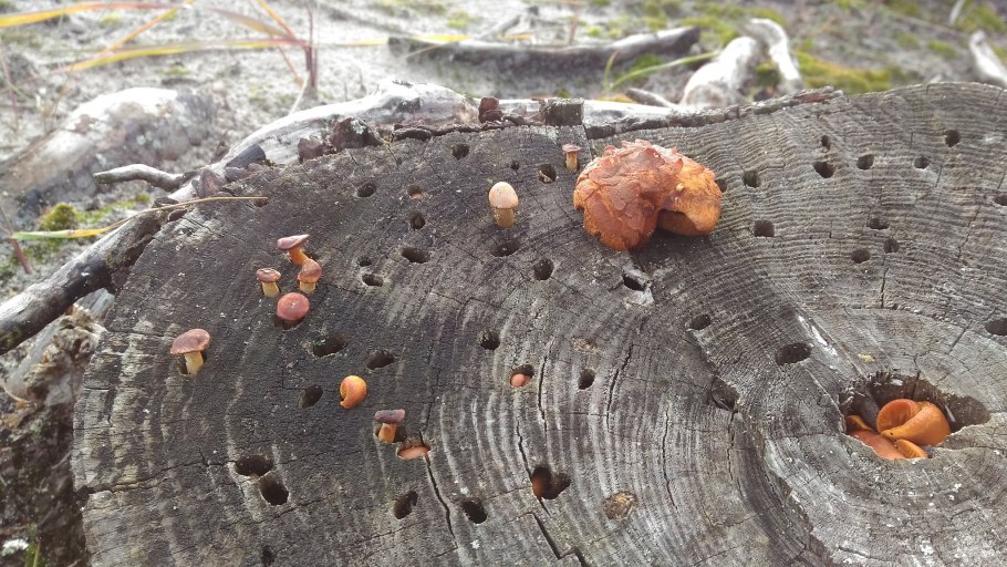 Грибы на пеньке яблони