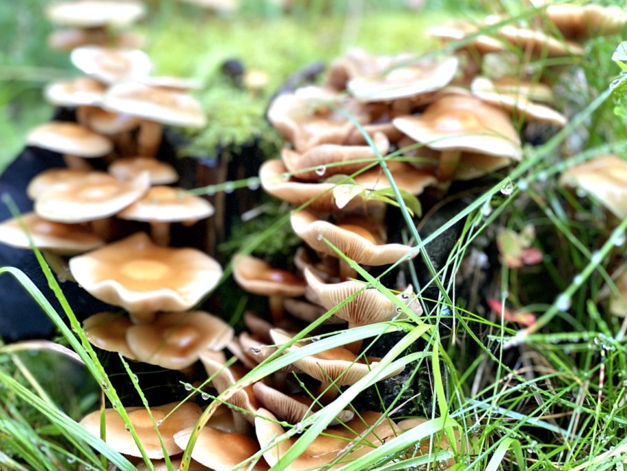 Грибы растущие около деревьев