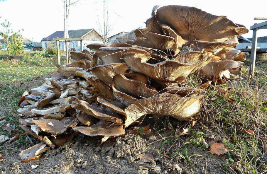 Выращиванию грибов водитель