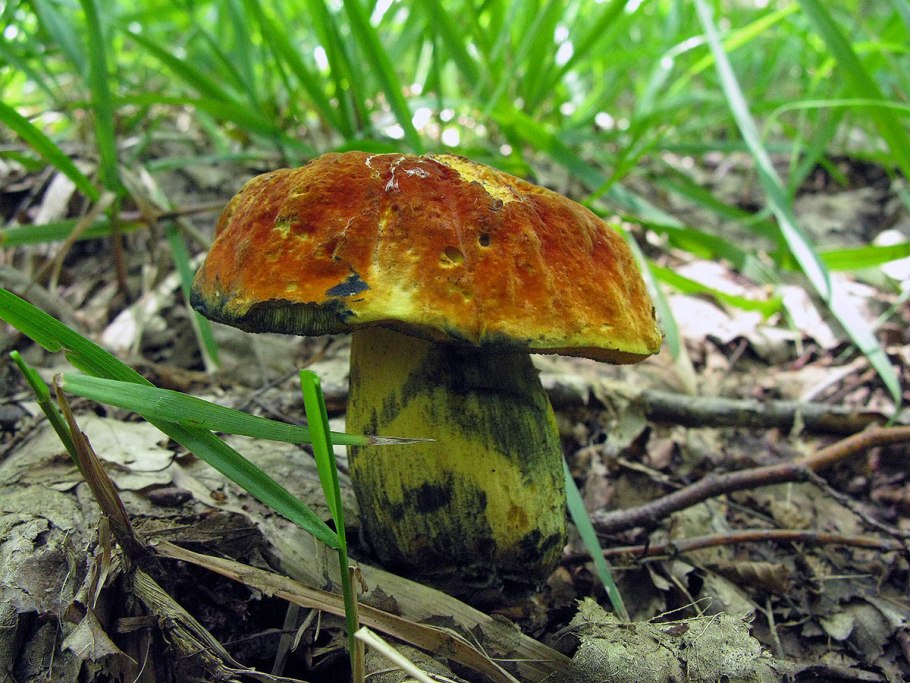 Рядовка Степная