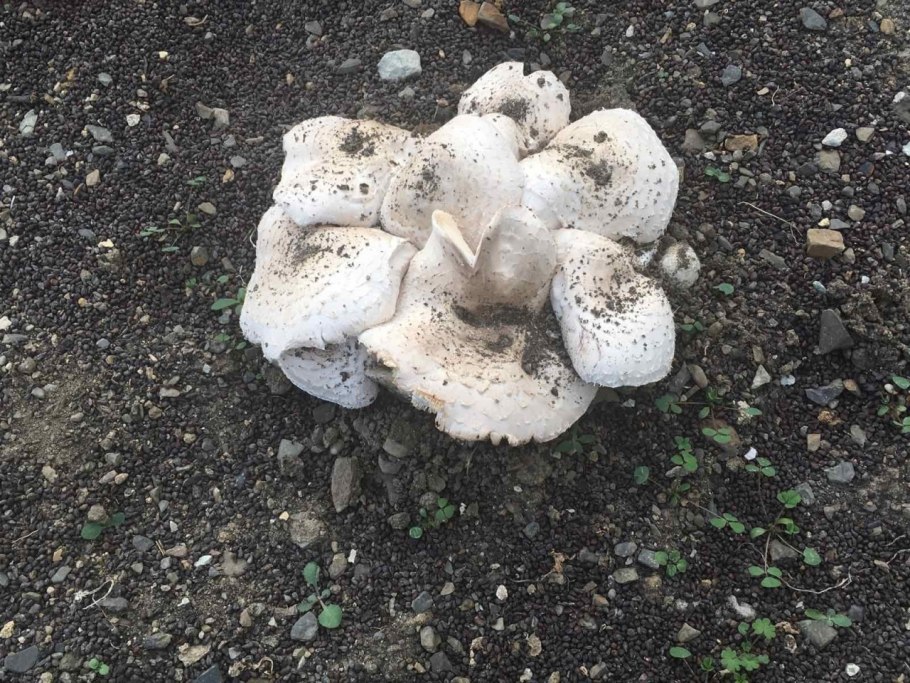 Грибы на грядке