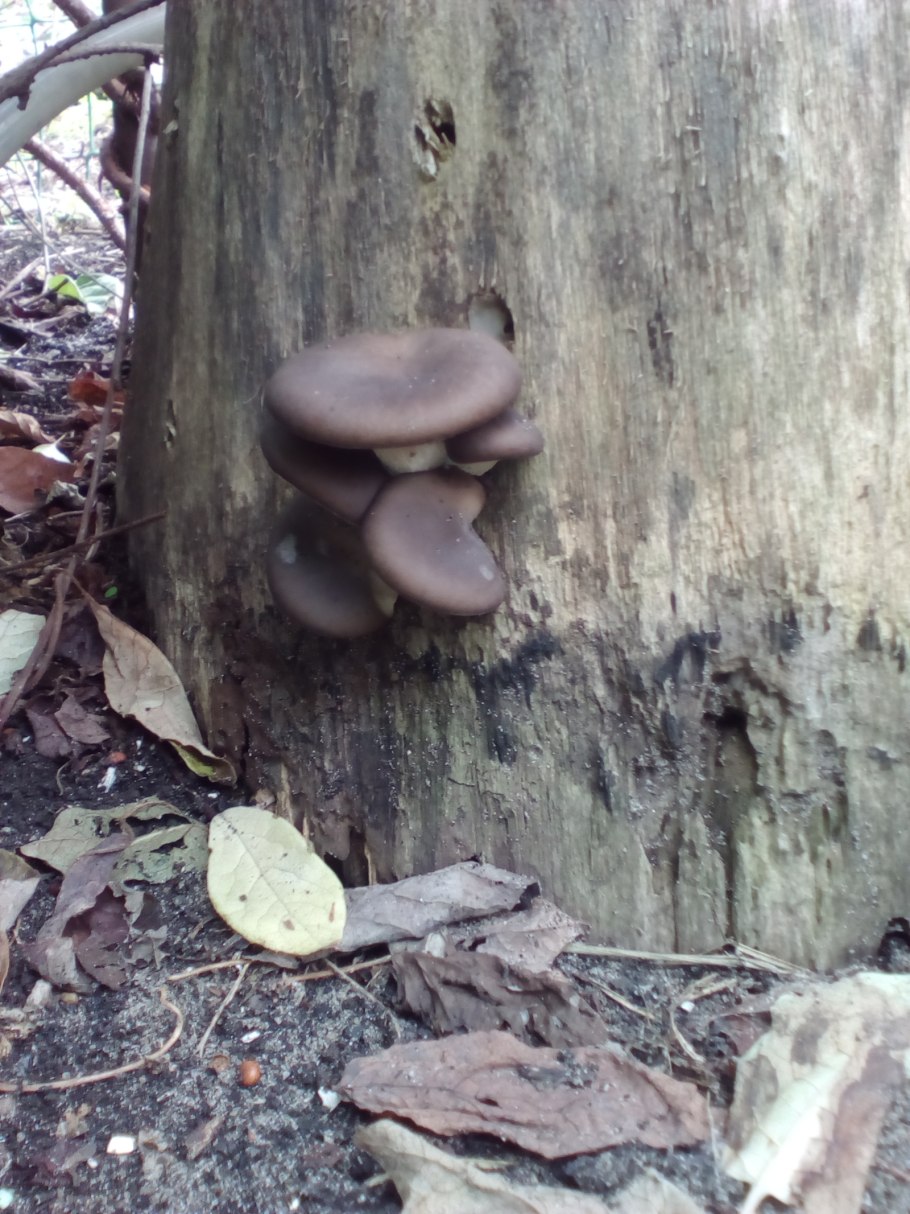 Съедобные грибы на Ольхоне