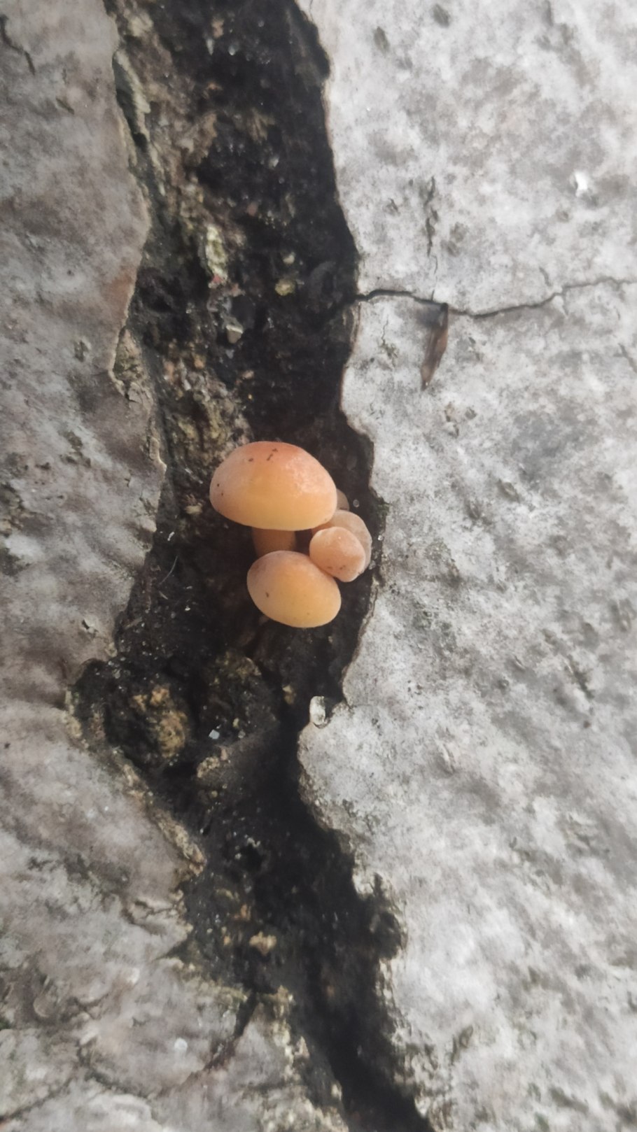 Около дома растут грибы