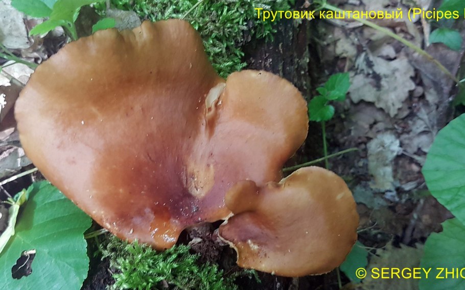 Крымские горные шампиньоны