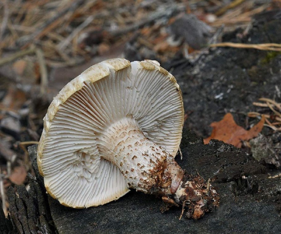 Трутовик Пилолистник