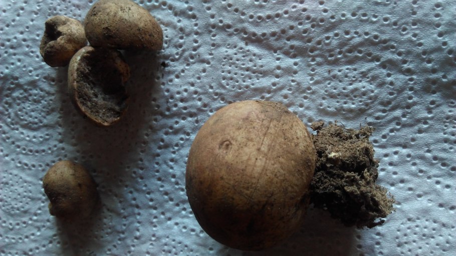 Парша картофеля